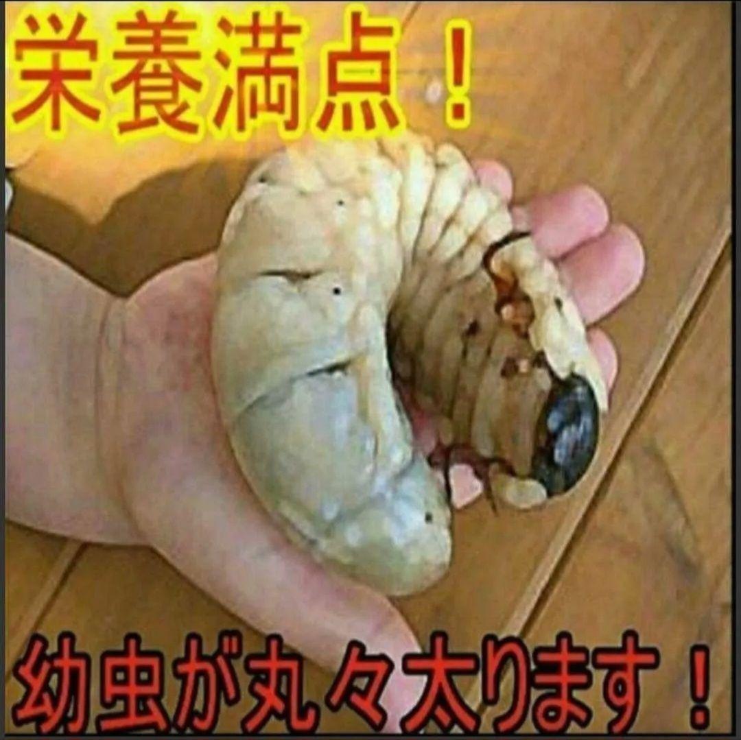 たっぷり60リットル　カブトムシ幼虫が大きくなります！発酵マット　雑虫がわかない