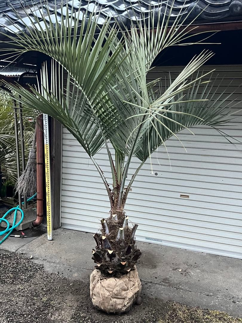 ココスヤシ　幹太極上シルバーリーフ　カルフォルニアスタイル　送料込み価格
