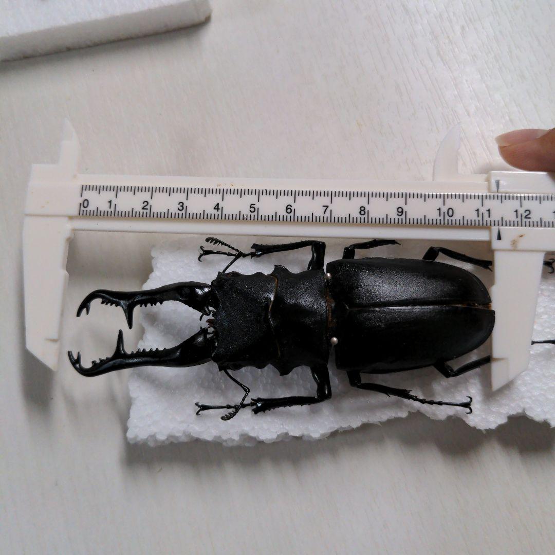 クワガタ、カブト虫標本セット