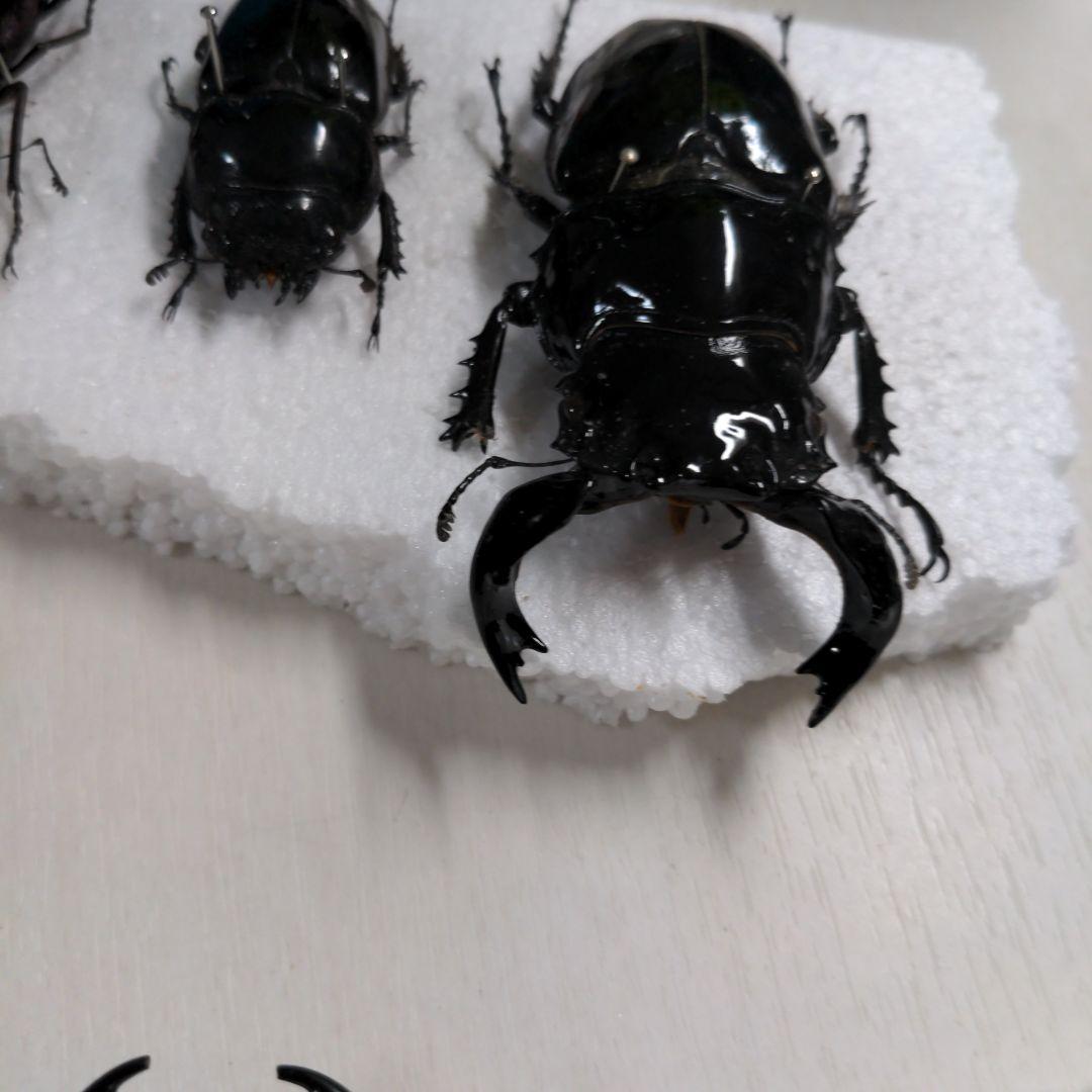 クワガタ、カブト虫標本セット