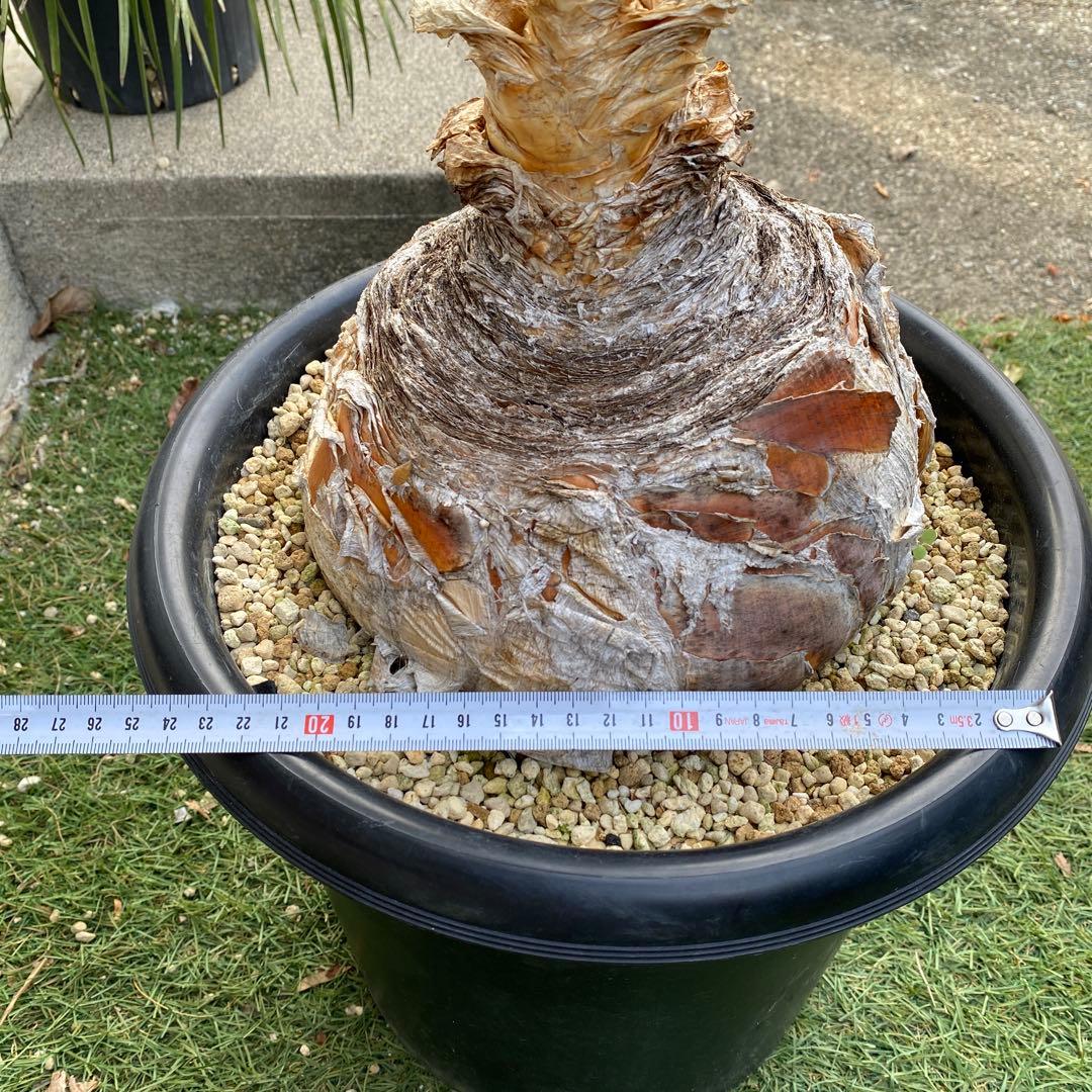 塊根植物 ブーファン　ハエマンソイデス