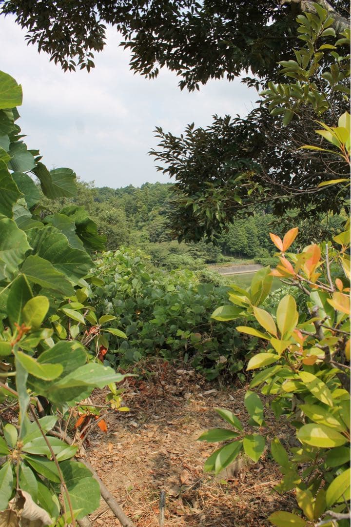 Canon kiss X50 デジタルカメラ 一眼レフカメラ セット 美品