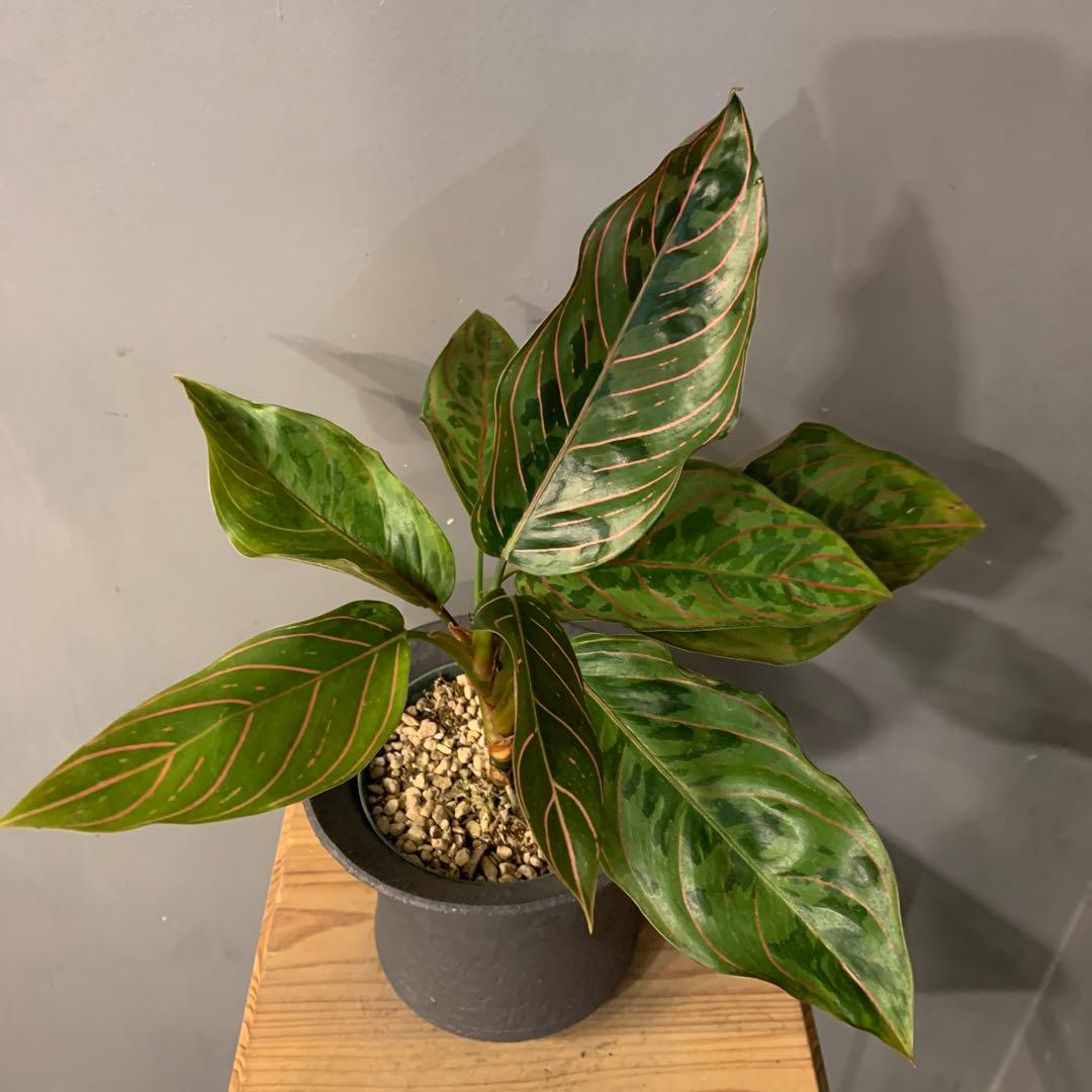 アグラオネマ レッドアーミー 陶器鉢