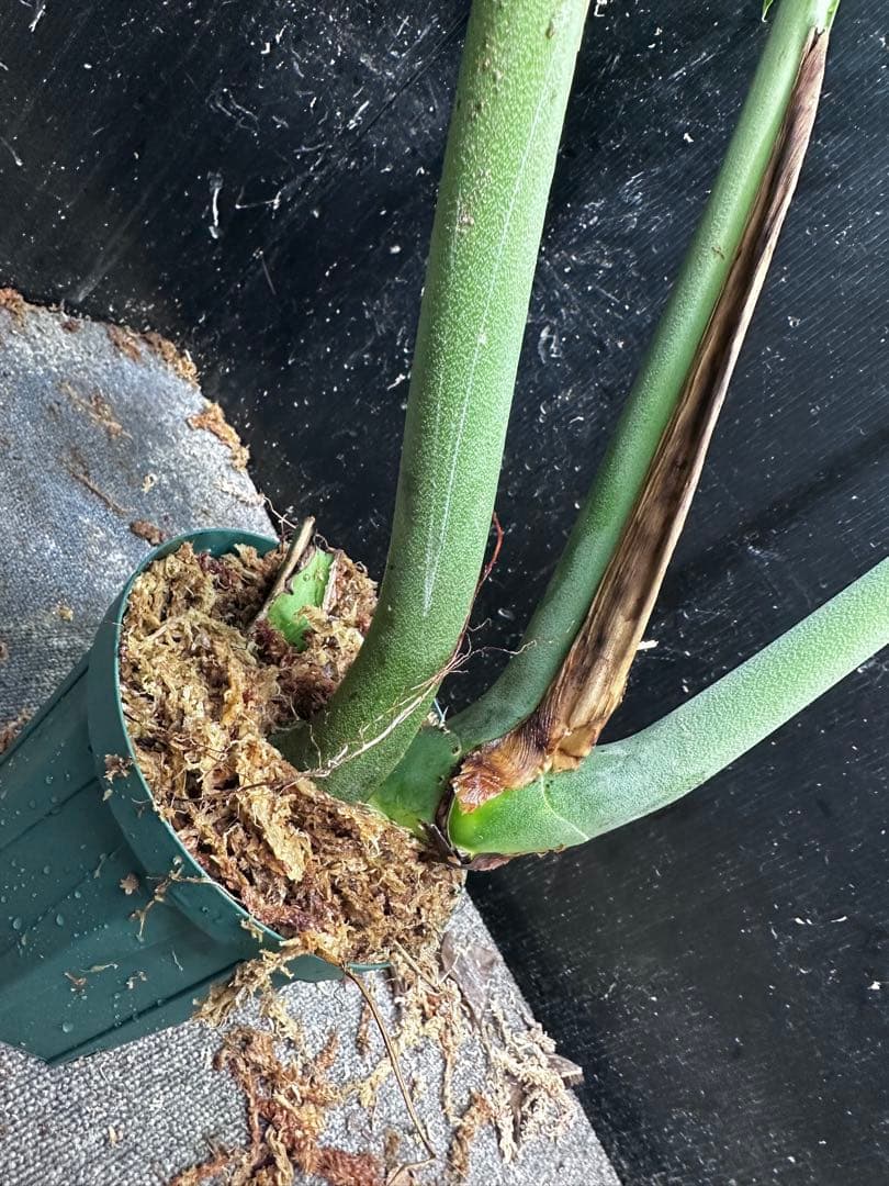 モンステラデリシオーサマクロコズム大型葉希少系統鉢植え高さ114㎝超大株