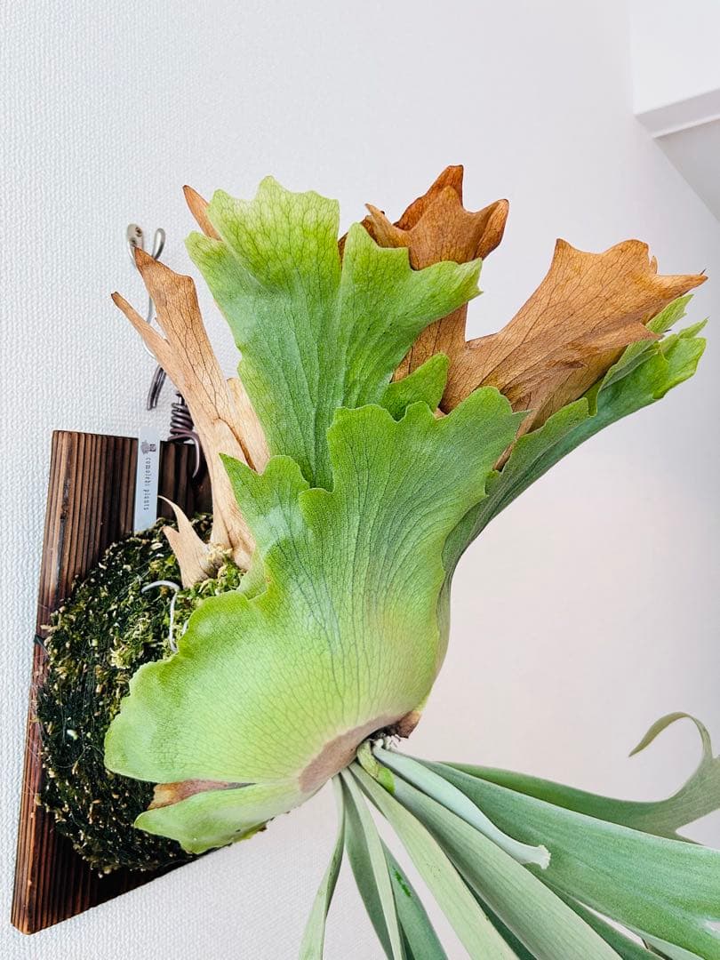 月光爪哇　oc pup コモレビプランツ