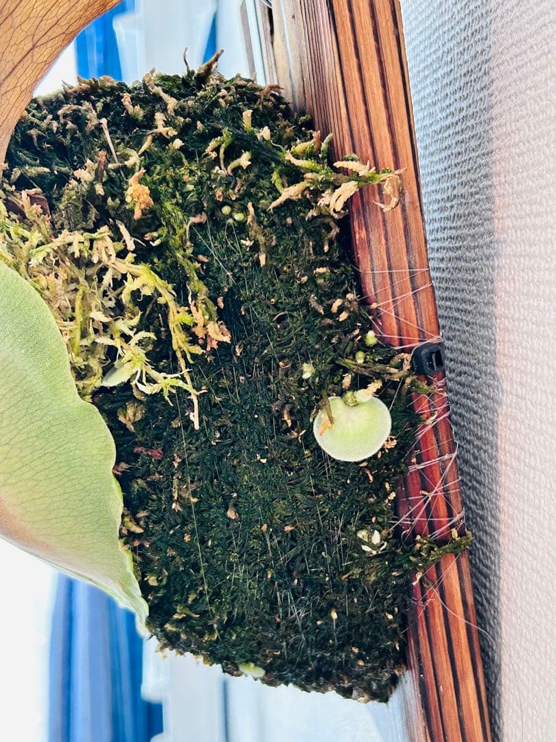 月光爪哇　oc pup コモレビプランツ