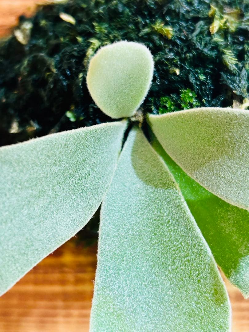 月光爪哇　oc pup コモレビプランツ