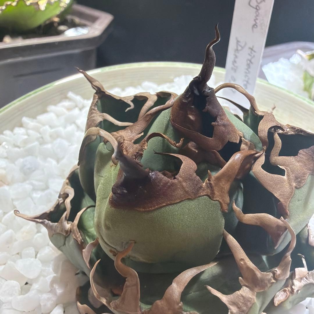 中型アガベ Dennis039