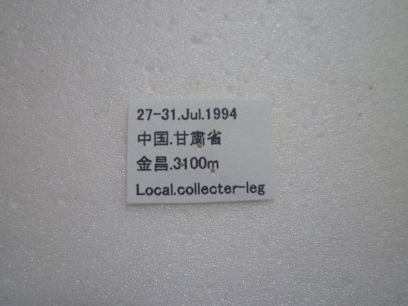 【外国産蝶標本】オオアカボシウスバ♀/甘粛省.金昌産/66mm