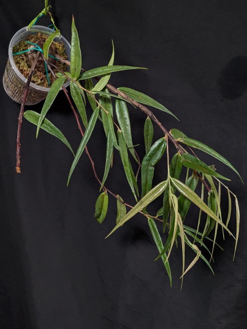 Ceratostema guachizacae　セラトステマ　着生ツツジ　大株