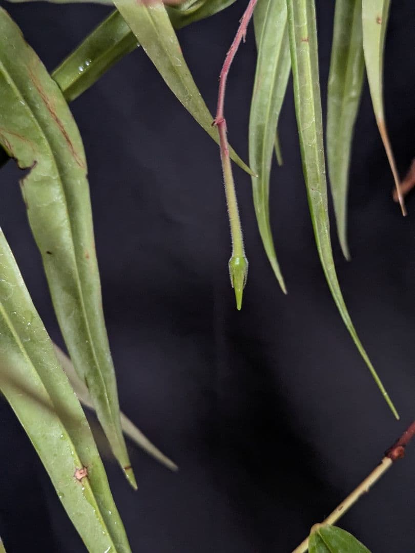 Ceratostema guachizacae　セラトステマ　着生ツツジ　大株