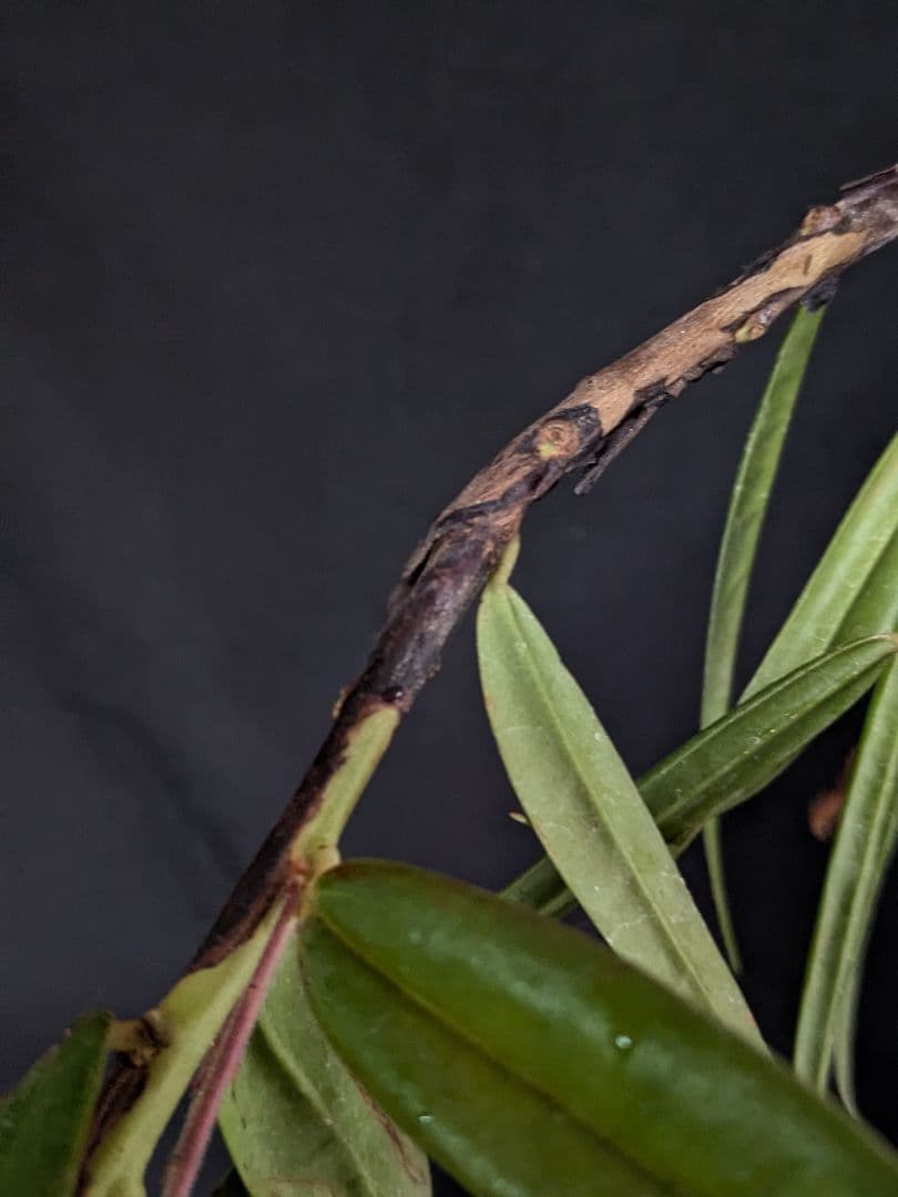 Ceratostema guachizacae　セラトステマ　着生ツツジ　大株