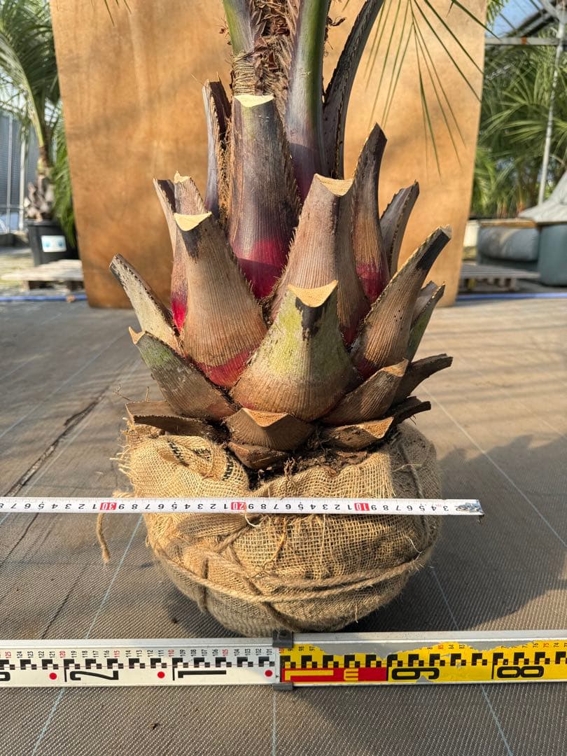 ココスヤシシルバーリーフ【極太】葉先150cm幹回り90cm 幹高40cm