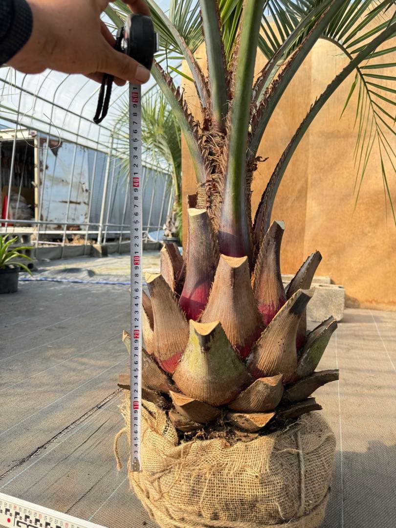 ココスヤシシルバーリーフ【極太】葉先150cm幹回り90cm 幹高40cm