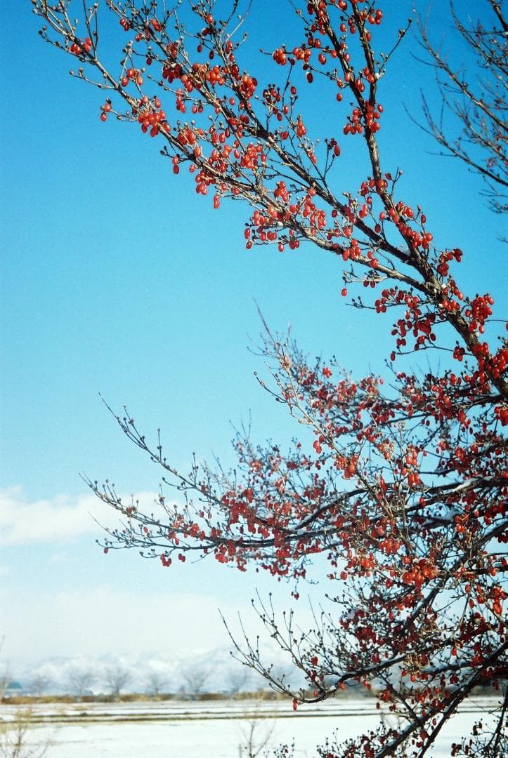 フォクトレンダーVITO B前期型／50mmF3.5フード付【実写確認済整備品】