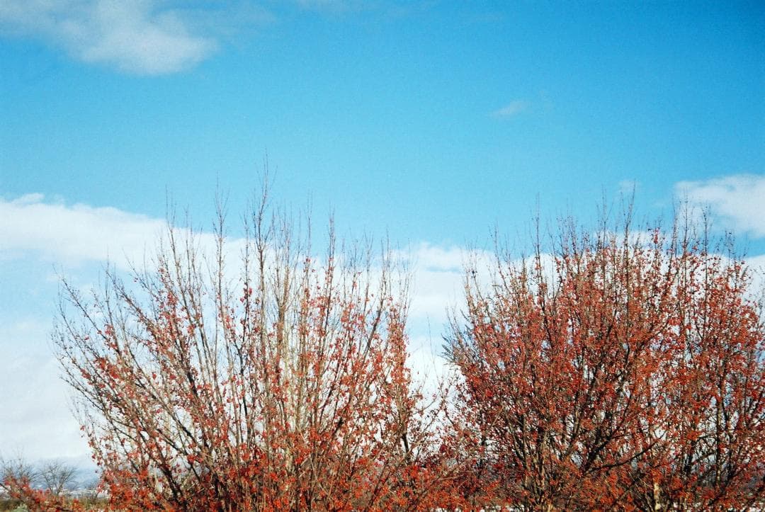 フォクトレンダーVITO B前期型／50mmF3.5フード付【実写確認済整備品】