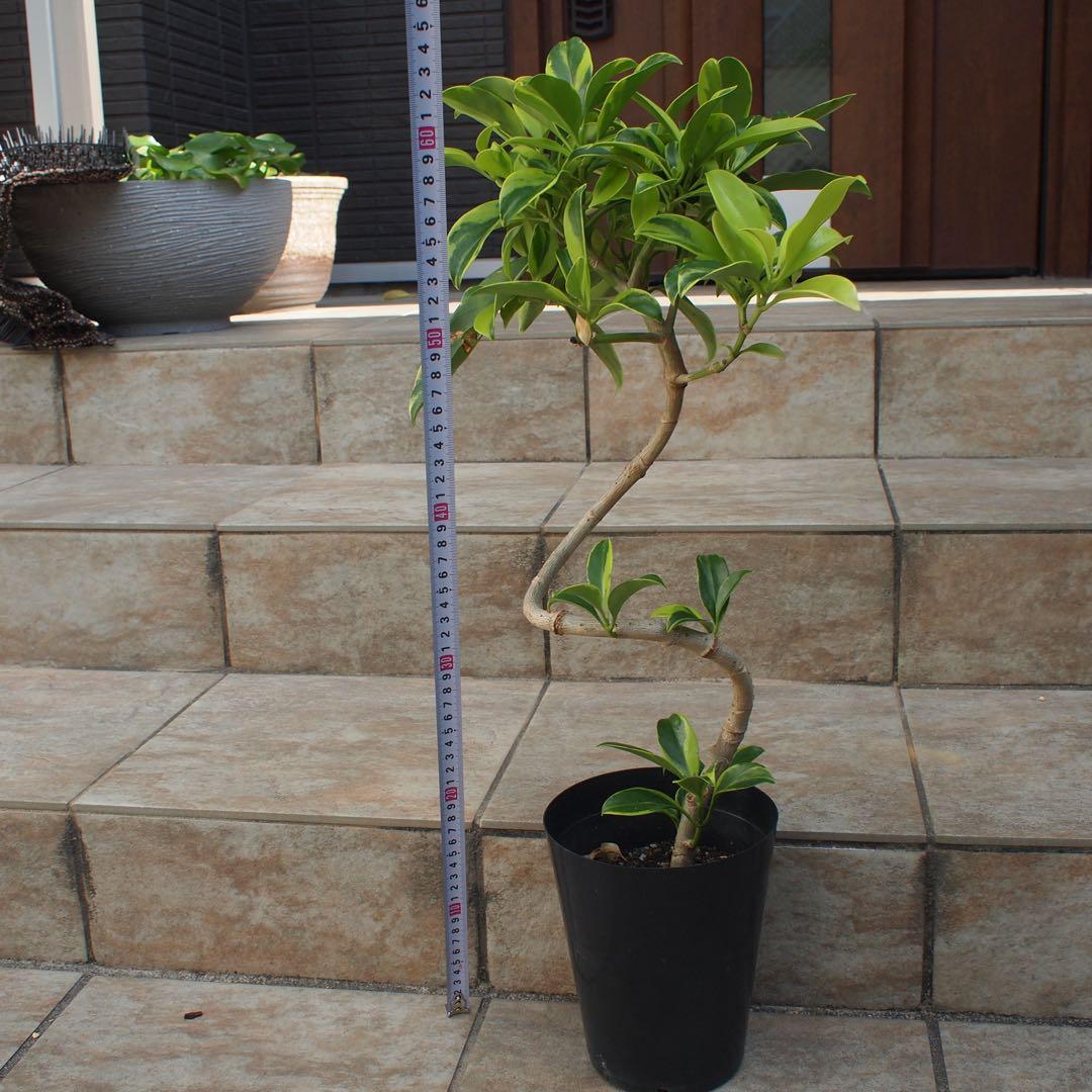 フィカス　ファグラエア　No.001　鉢、送料込　メルカリ便　曲がり