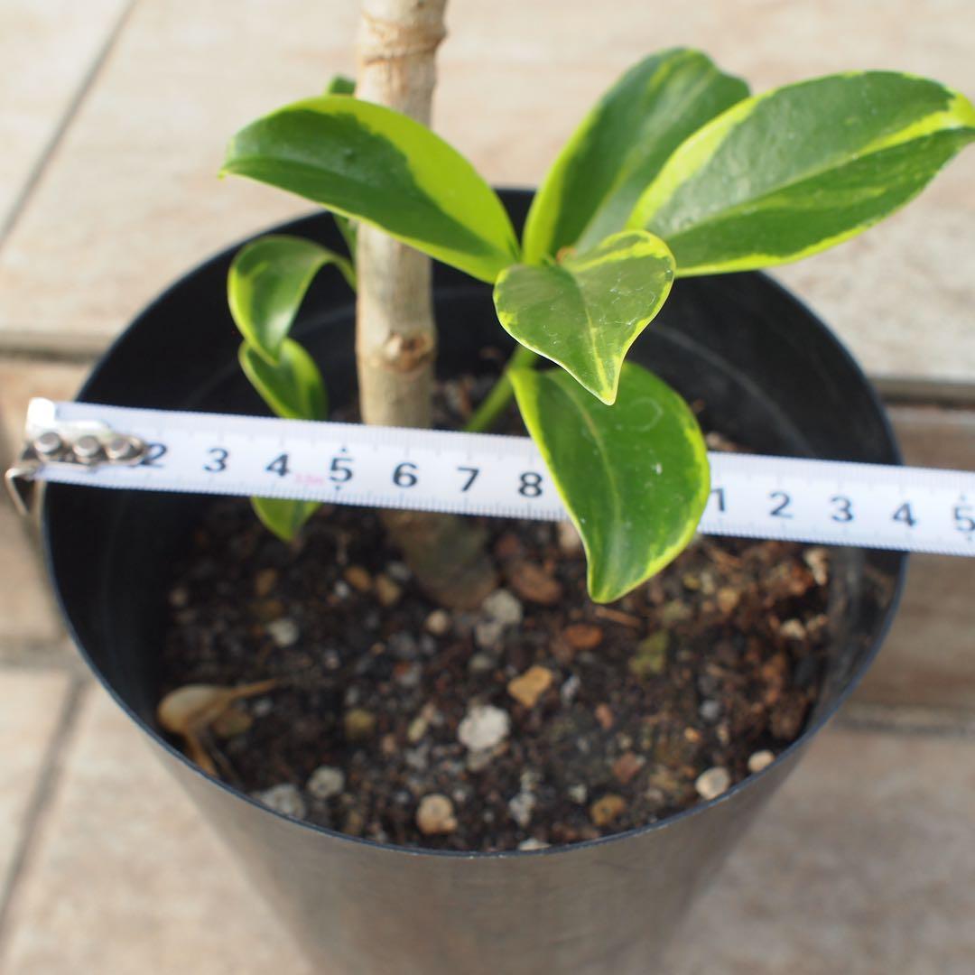 フィカス　ファグラエア　No.001　鉢、送料込　メルカリ便　曲がり