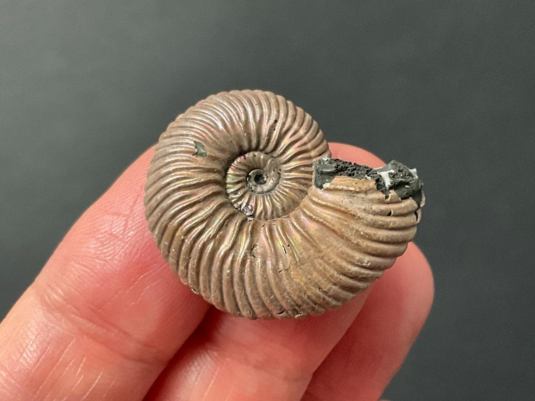 アンモナイト [AM356] クエンステッドトセラス