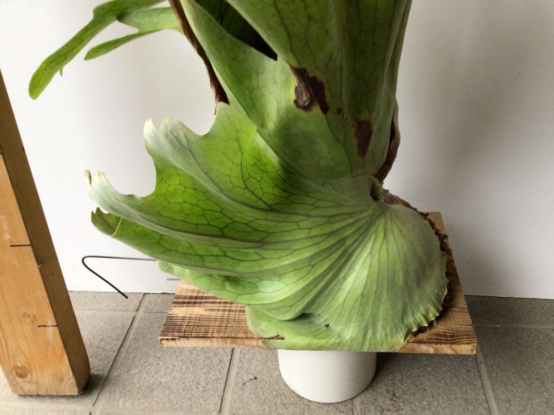 現品販売です！板付タイプのコウモリラン・超大株ホルタミー