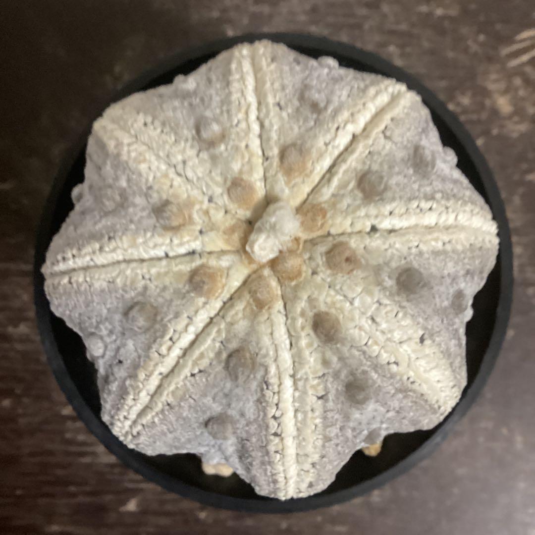 １１年目の実生ミラクル兜　特大株　直径約8、5ｃｍ　鉢ごとメルカリ便発送　義援金