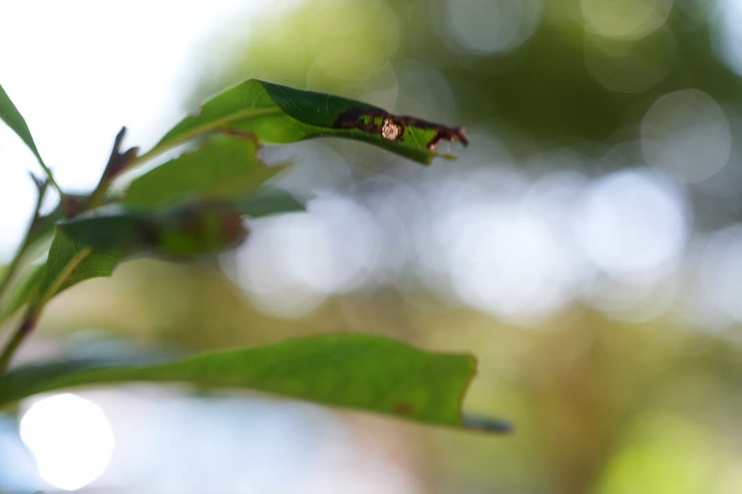 【最高の1本】Carl Zeiss Batis 40mm F2 CF付属品完備