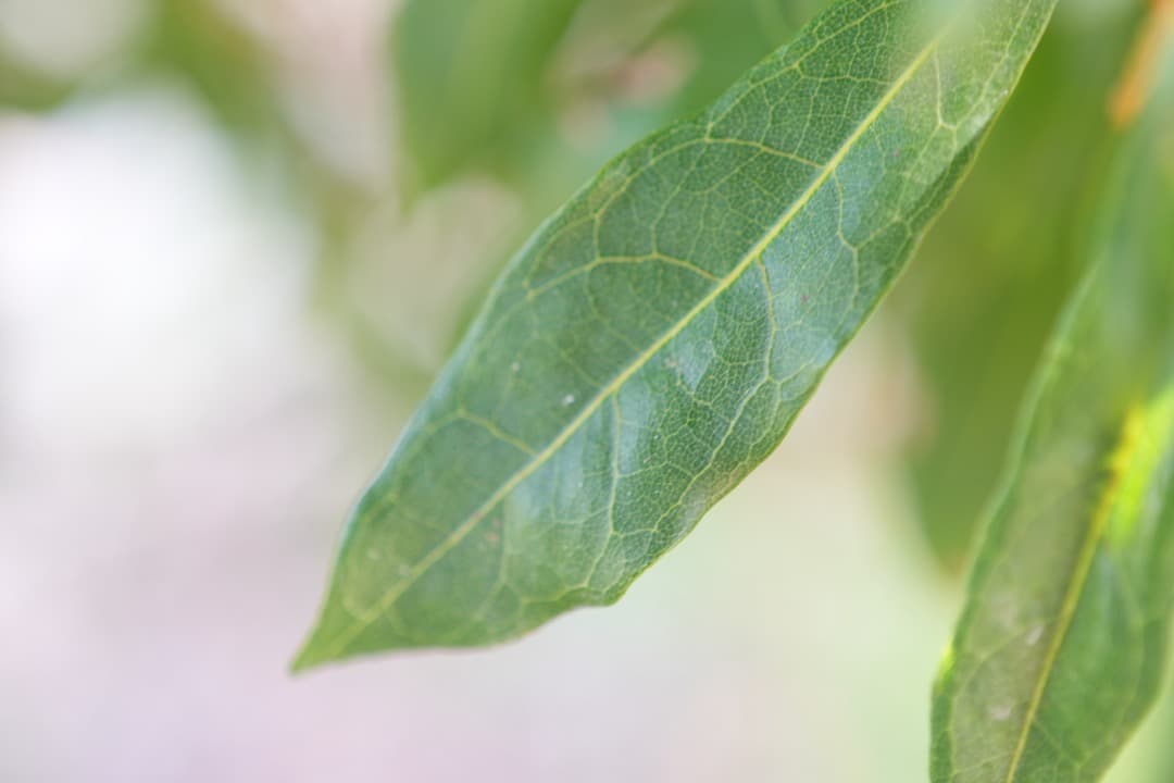 【最高の1本】Carl Zeiss Batis 40mm F2 CF付属品完備