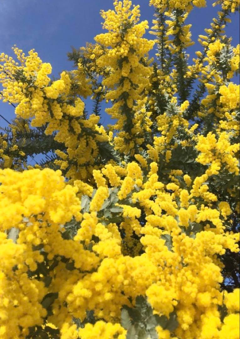 KOKO　ミモザ　保水有り　100サイズ発送　フレッシュ　生花　ギンヨウ