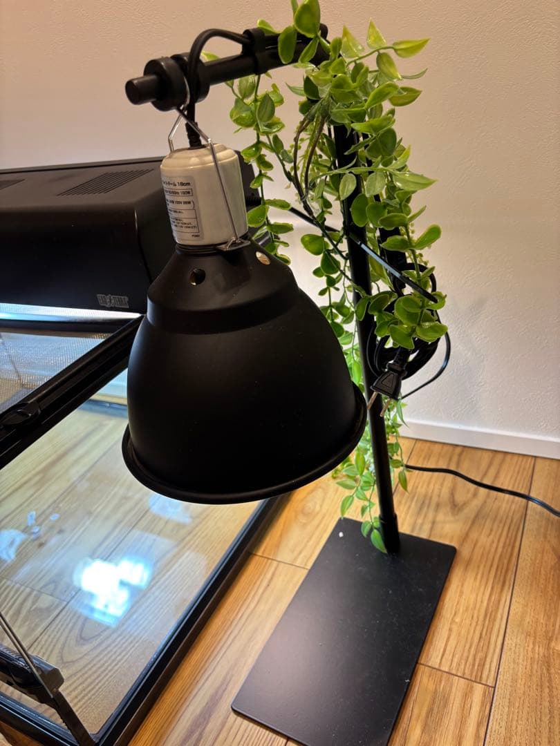 爬虫類　飼育セット　グラステリウム