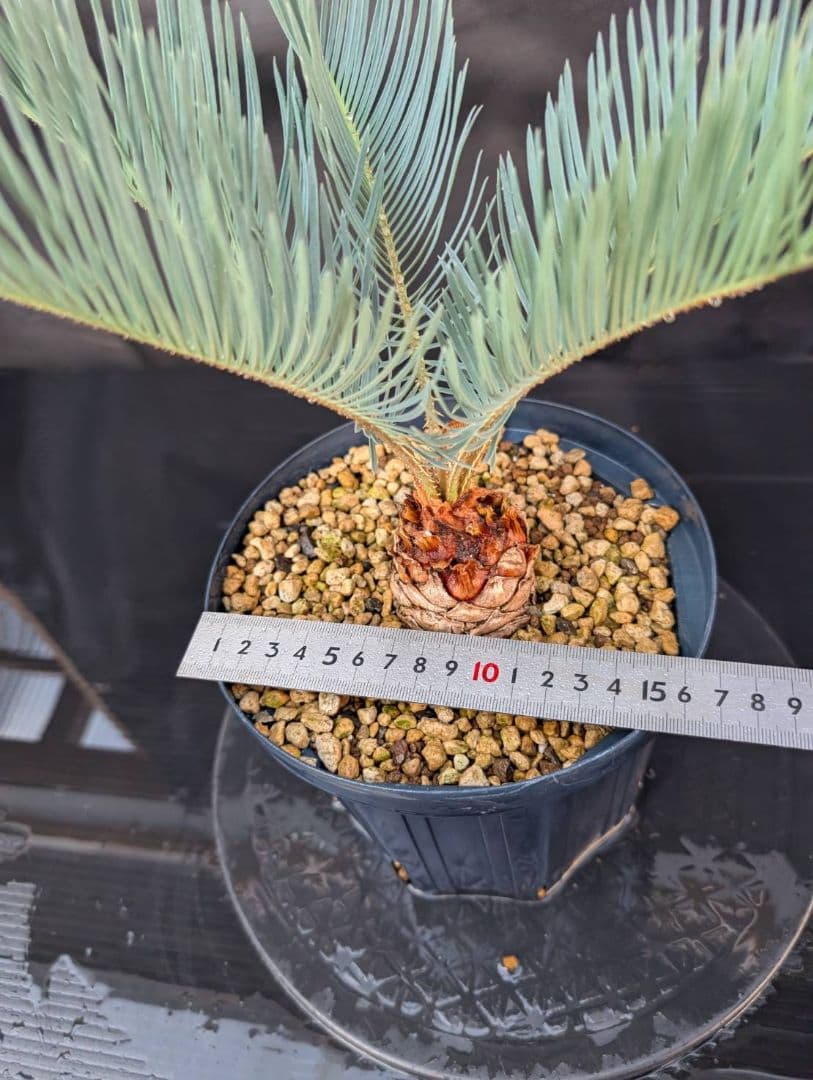 決算創業祭 お買い得 サイカスカイルンシアナ スーパーブルー ドワーフ 過去最安