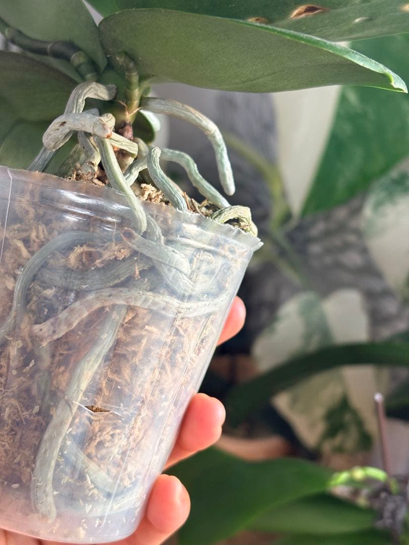 レア！強香原種交配種【ギガンテア × シレリアナ】 シレリアナ戻し 洋ラン 洋蘭