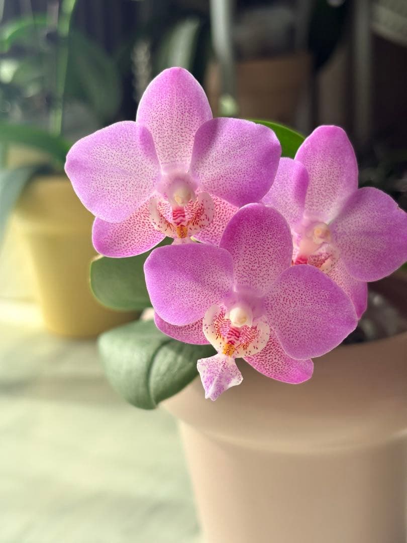 レア！強香原種交配種【ギガンテア × シレリアナ】 シレリアナ戻し 洋ラン 洋蘭