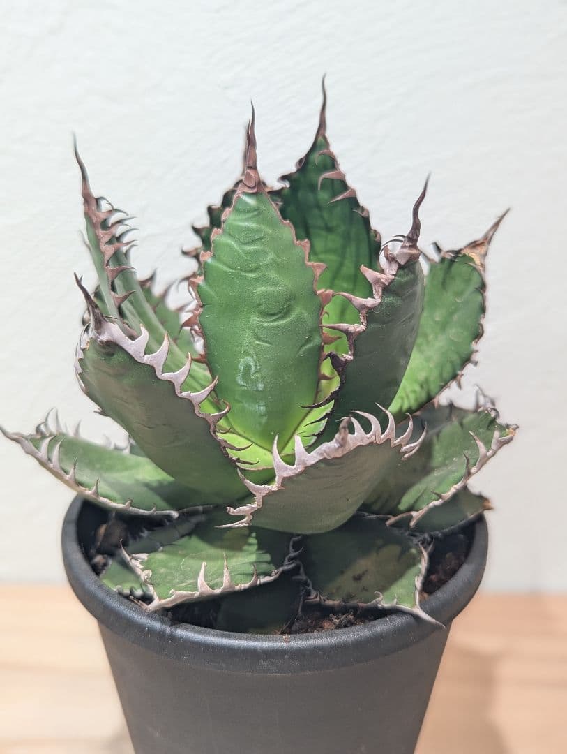 アガベ・ホリダ②　4号鉢　鋸歯が美しい人気種