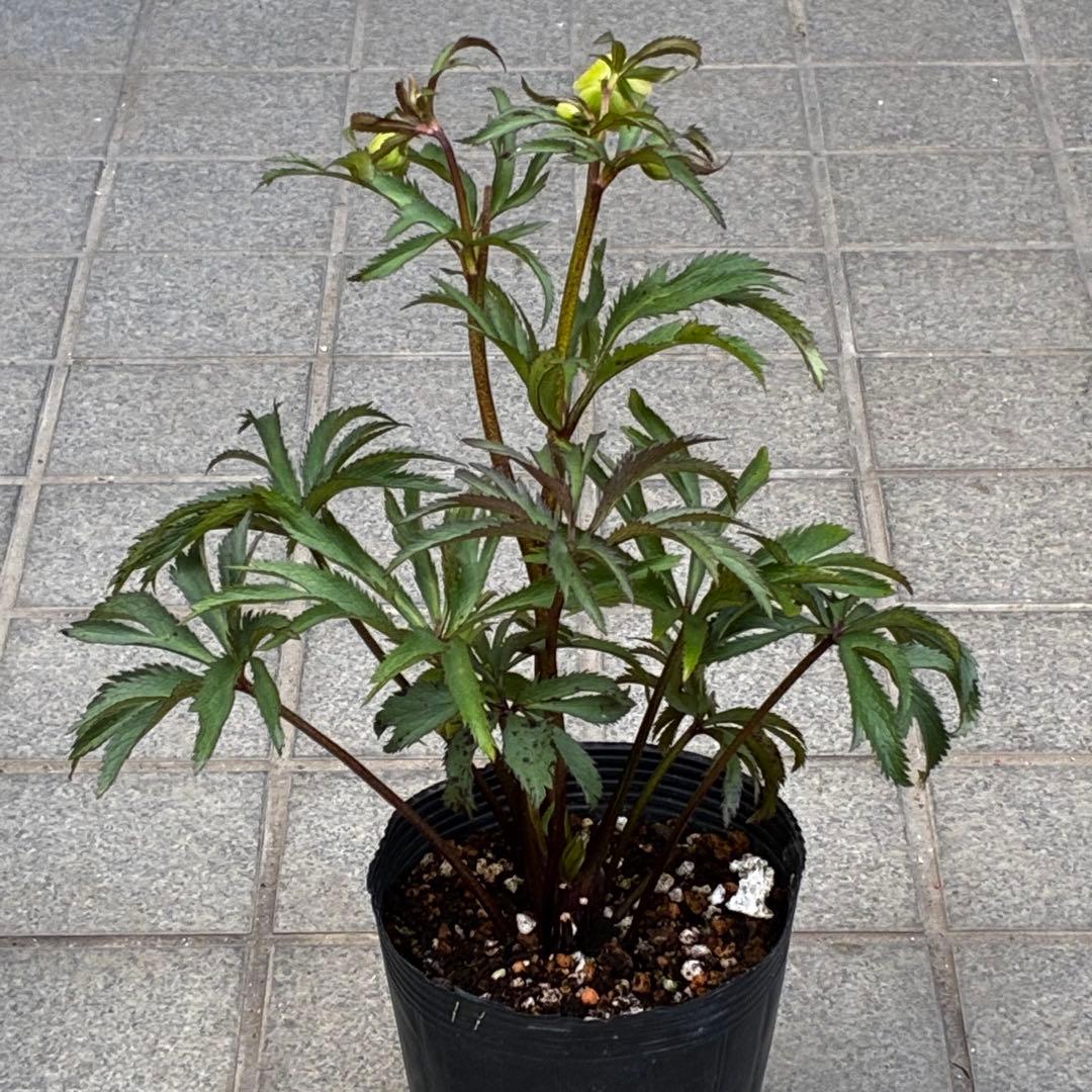 u*0様 3454☘️限定1株☘️未株分け☘️花付き☘️⭐️bocconei ⭐