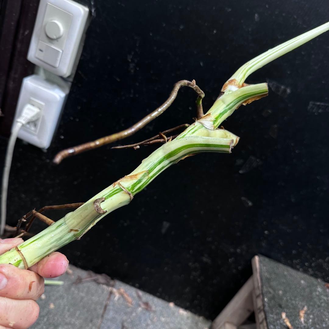 よ*ー様 斑入りモンステラホワイトタイガー茎3株おまとめ