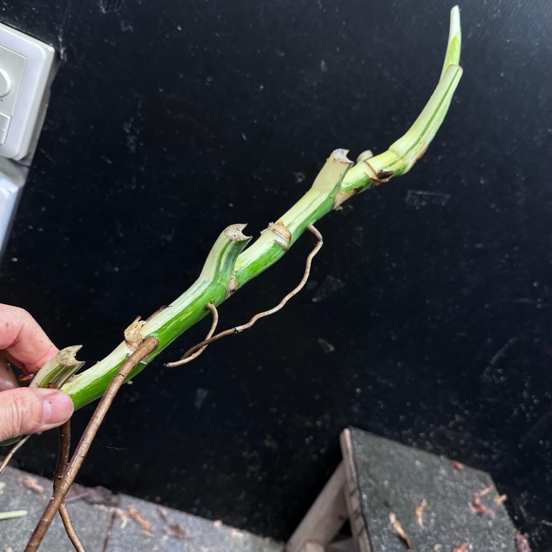 よ*ー様 斑入りモンステラホワイトタイガー茎3株おまとめ