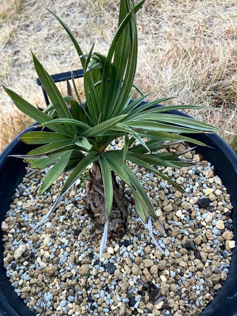 トリスリナックスカンペストリ　トリスリナクス　ヤシ