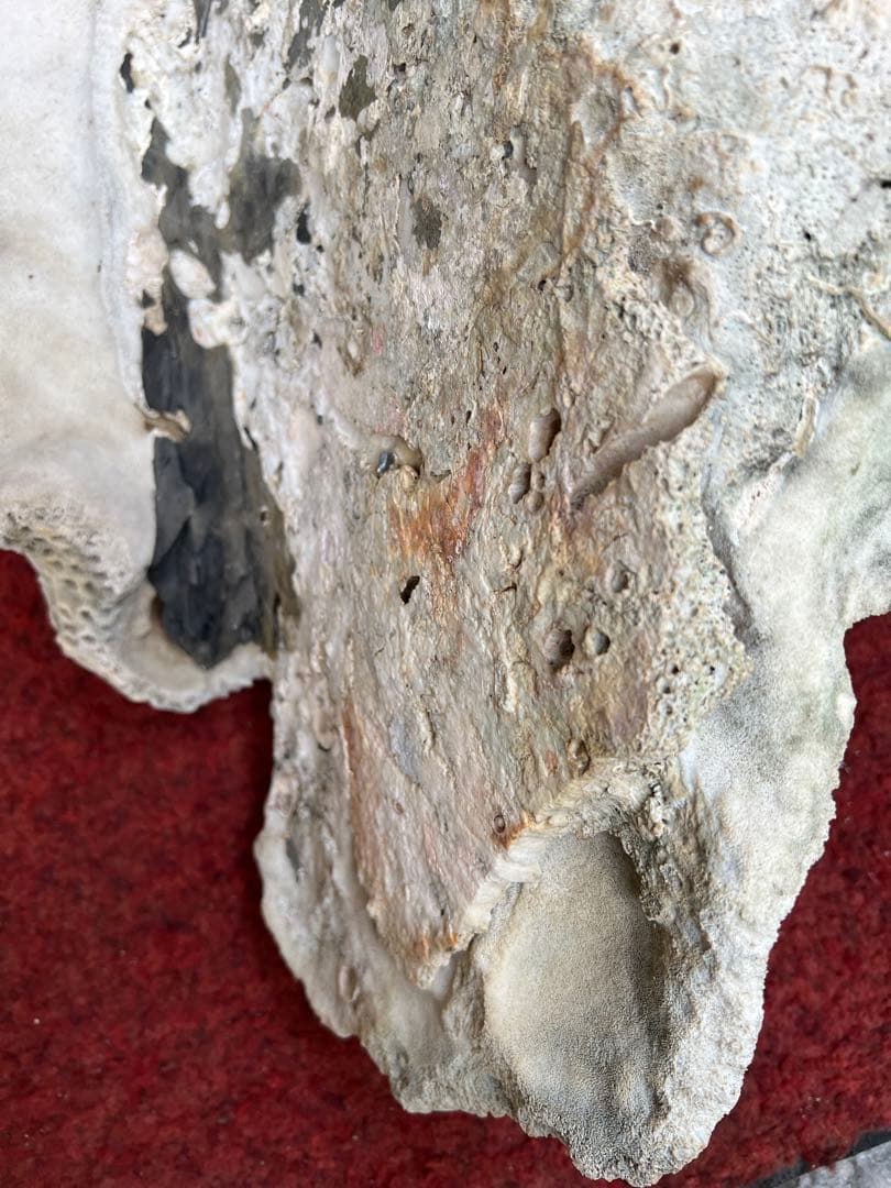 特大天然珊瑚　置き物インテリア　熱帯風