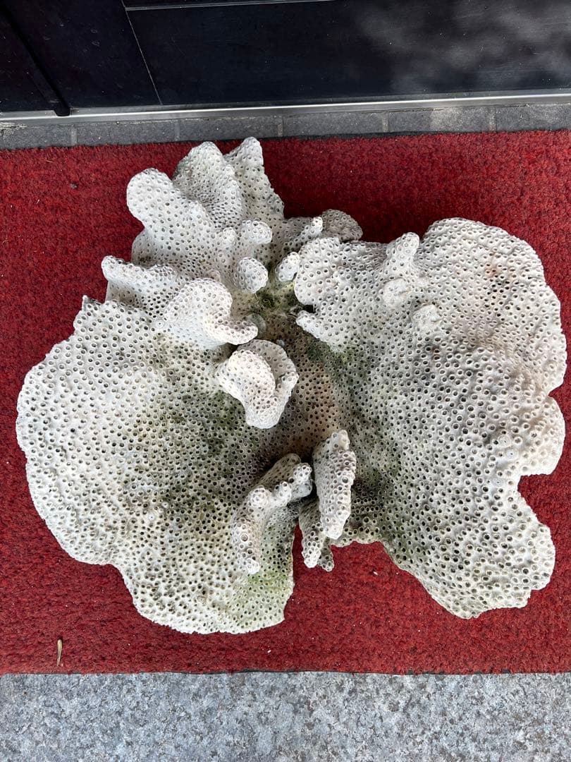 特大天然珊瑚　置き物インテリア　熱帯風