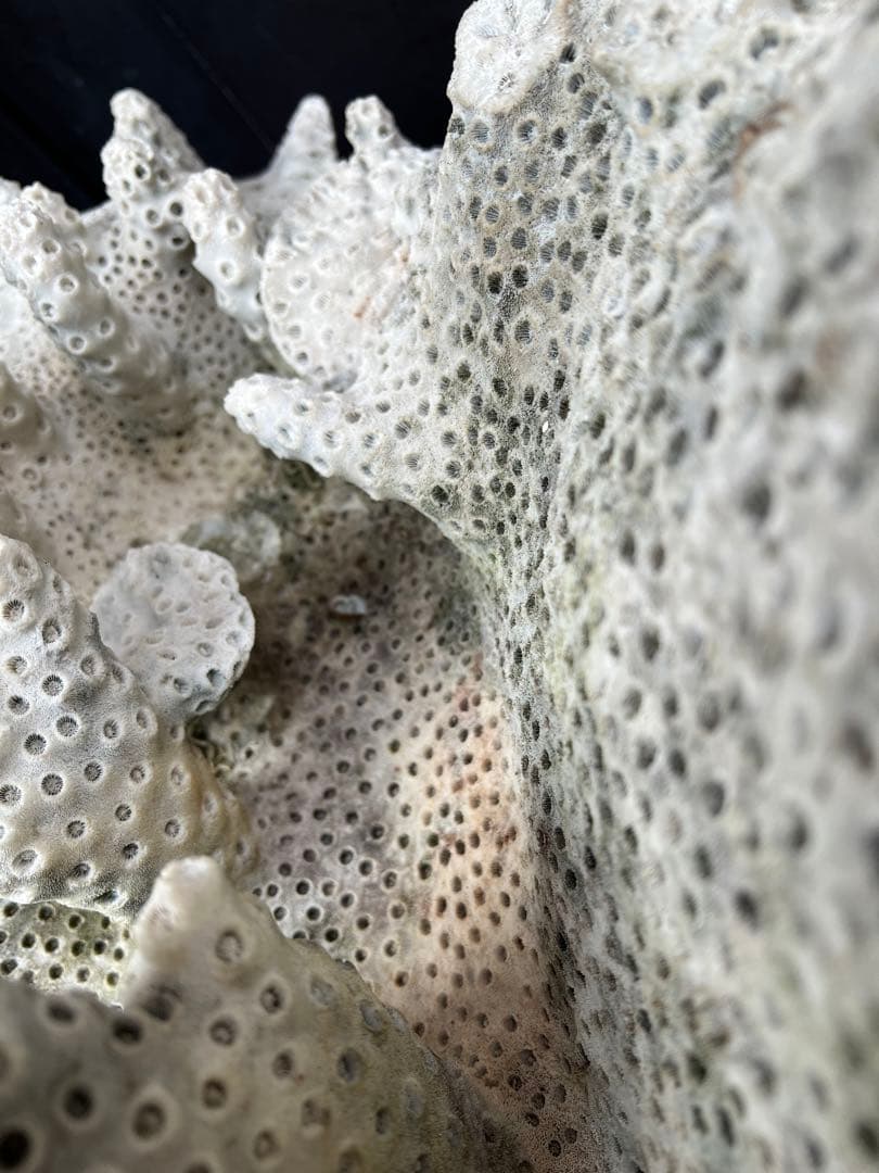 特大天然珊瑚　置き物インテリア　熱帯風