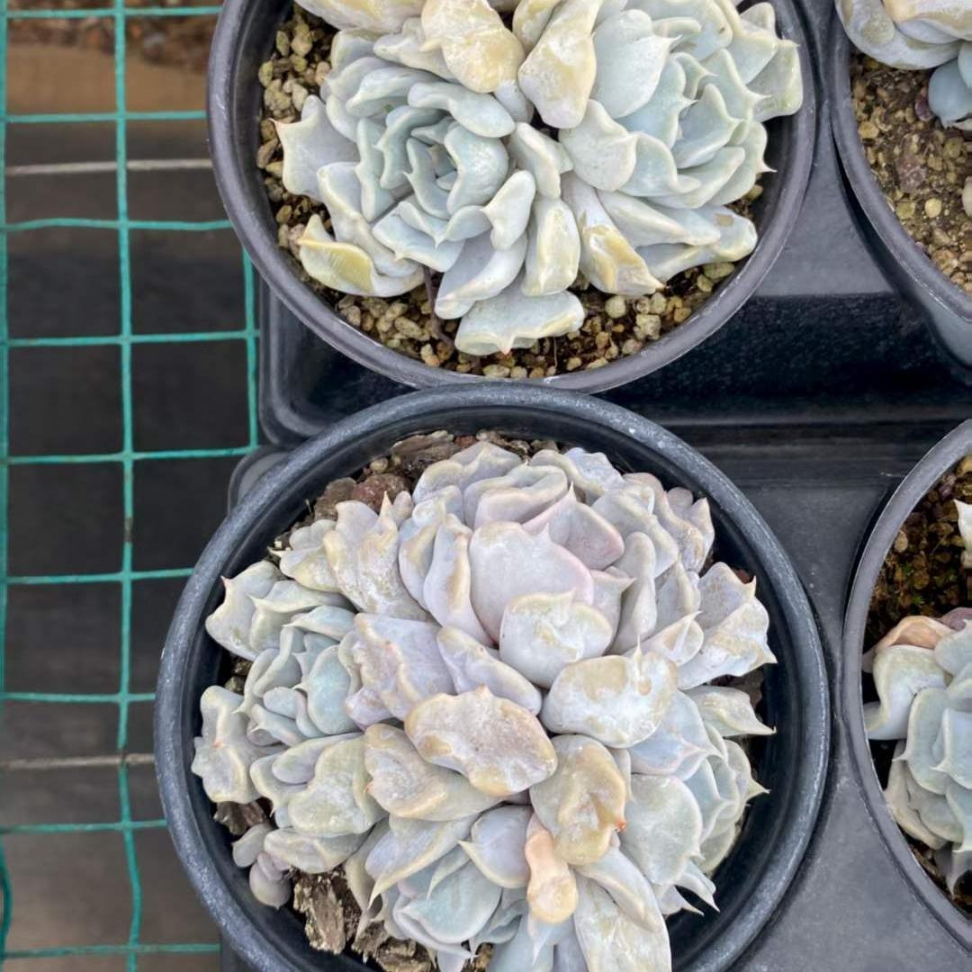 Top【選抜株】多肉植物　24976アエオニウム　シーキング15個　鉢無し/脱土