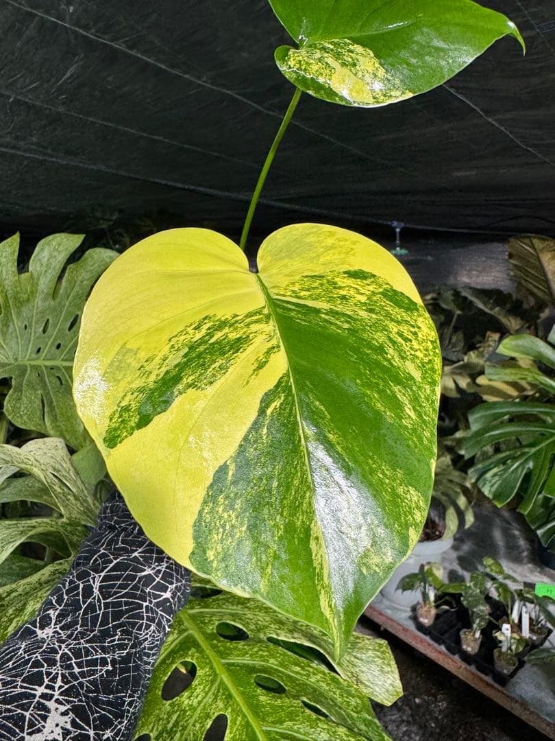 Mr4モンステラ　イエローマリリン　黄斑入り