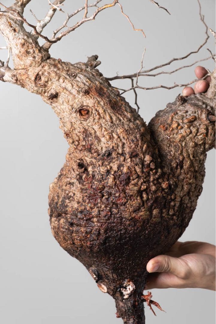 AP129 オペルクリカリア パキプス コーデックス ベアルート株