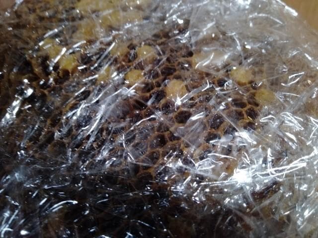 昆虫標本　ニホンミツバチ　巣盤　3番　3270g