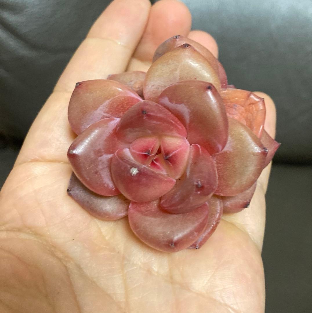 多肉植物　韓国苗　大量　200苗