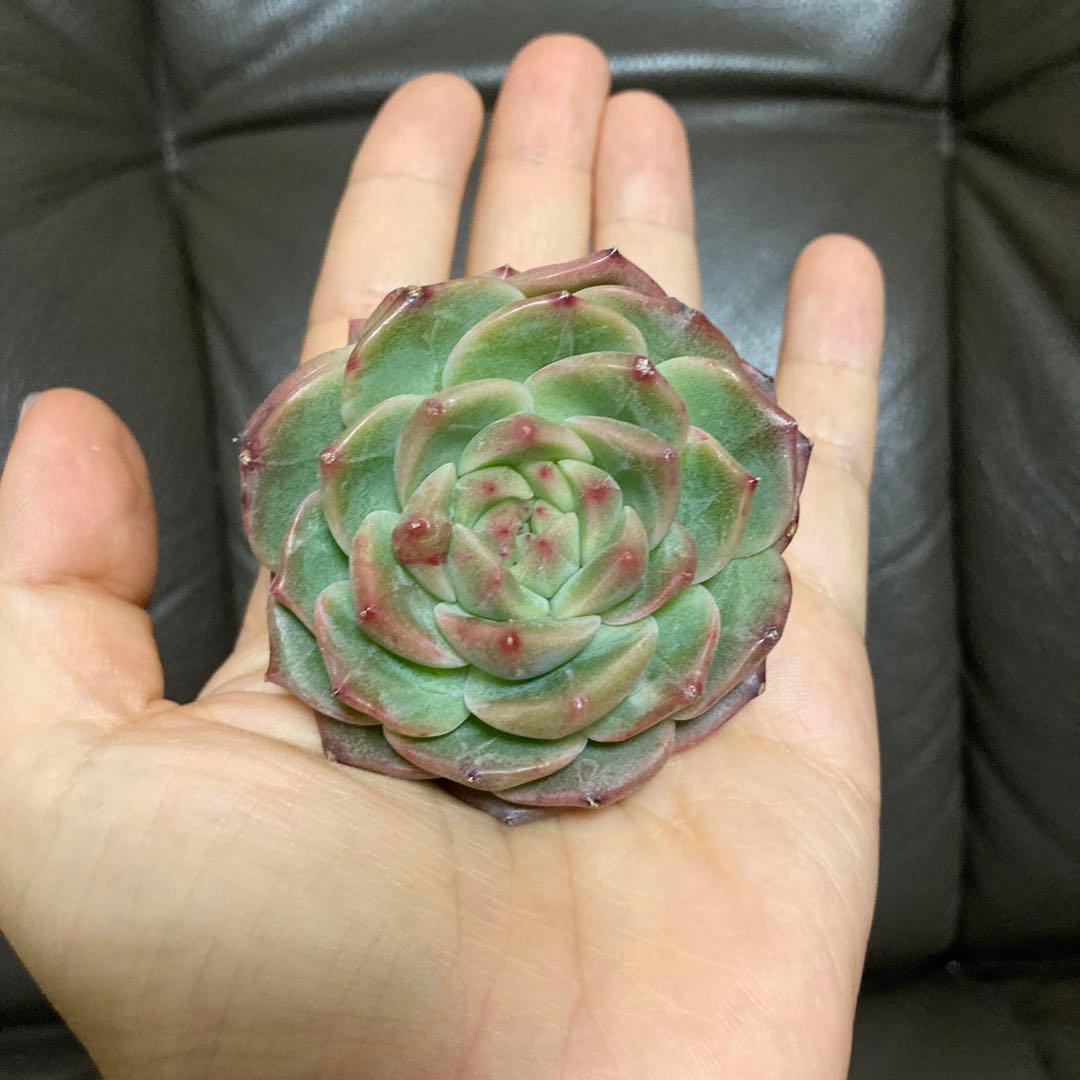 多肉植物　韓国苗　大量　200苗