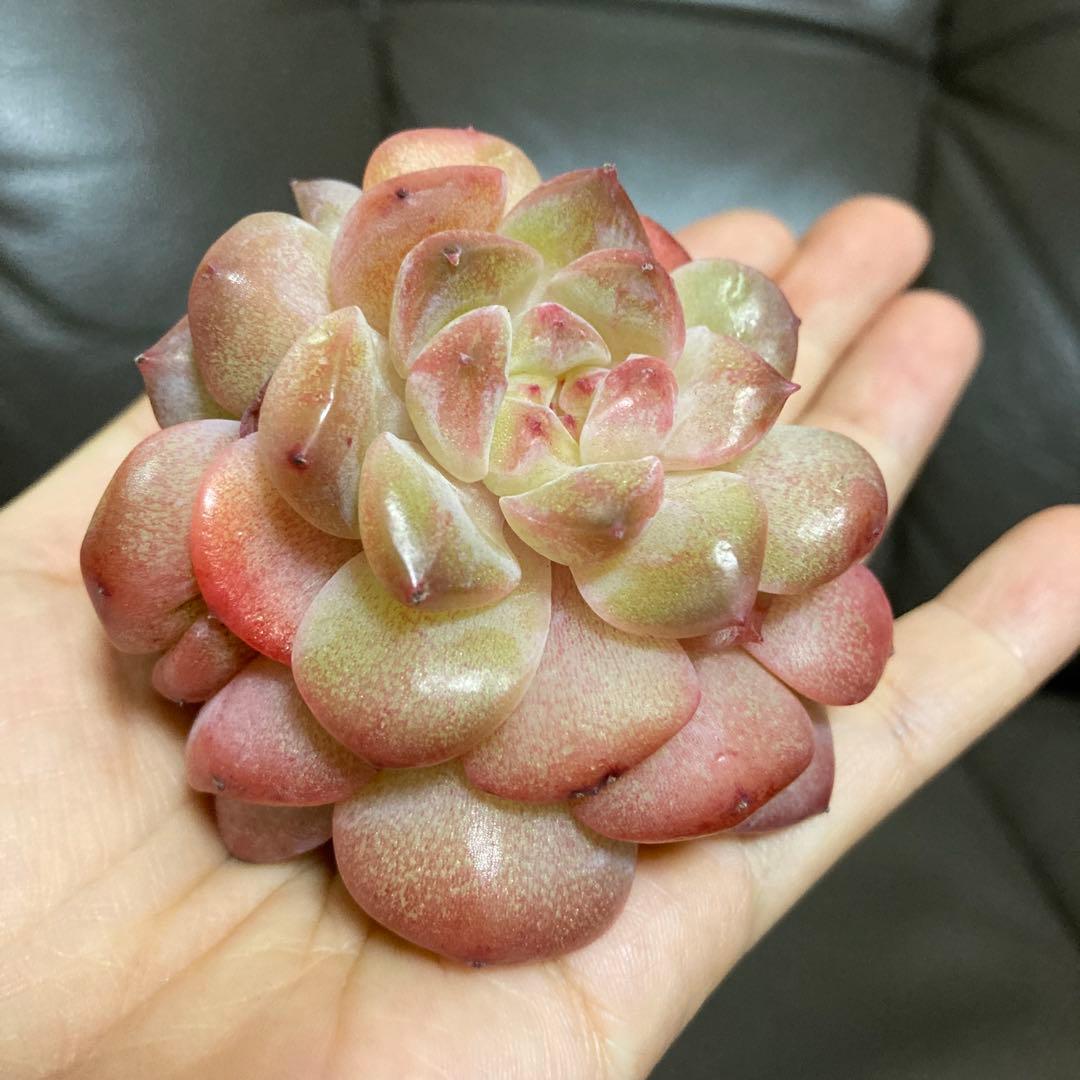 多肉植物　韓国苗　大量　200苗