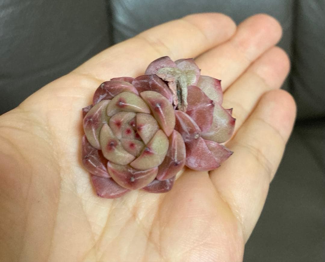 多肉植物　韓国苗　大量　200苗