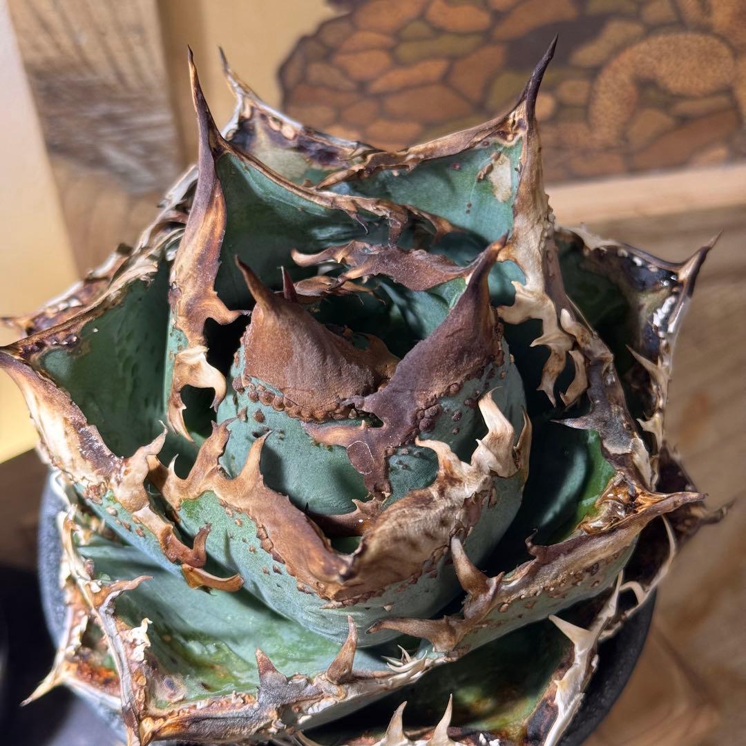 【コレクション子株】 アガベ　チタノタ　オテロイ　冰雹　ヒョウ　特選株