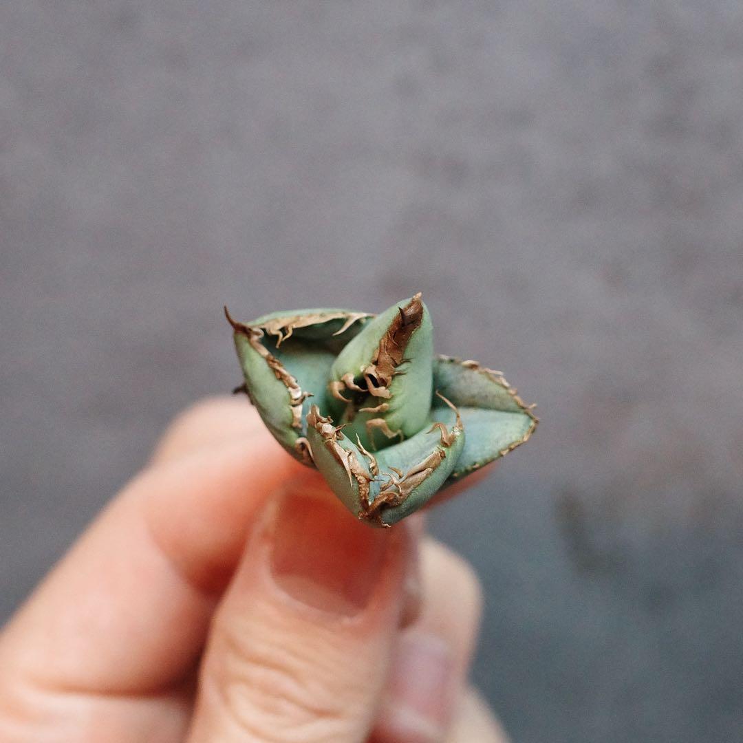 【コレクション子株】 アガベ　チタノタ　オテロイ　冰雹　ヒョウ　特選株